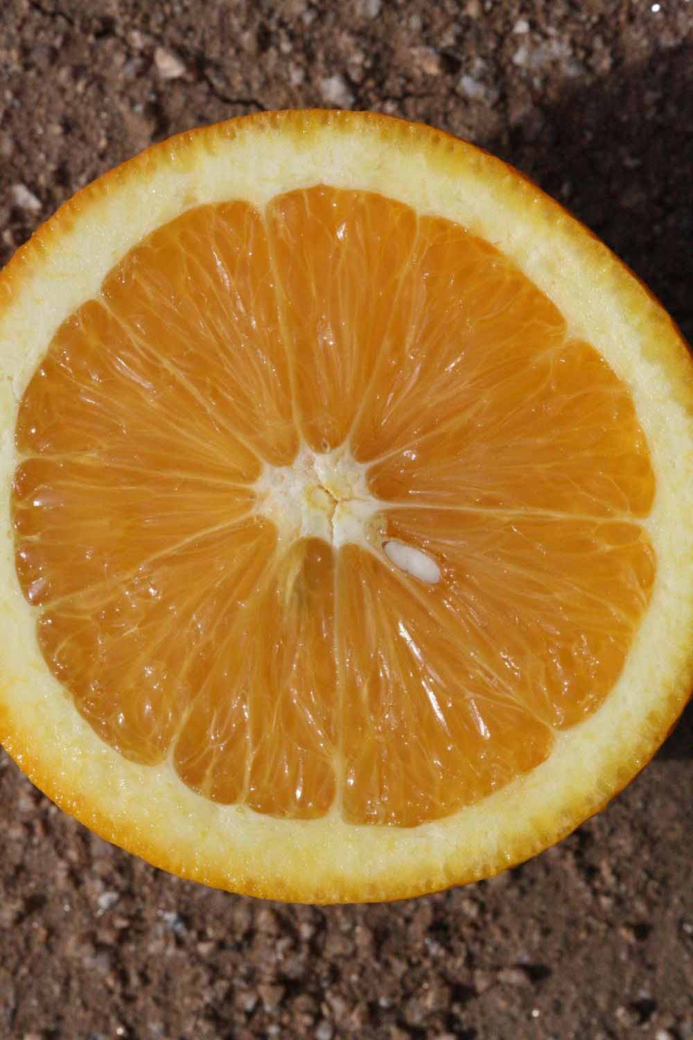              Fruit cross-section (Frost Navel, Riverside,   CA)       